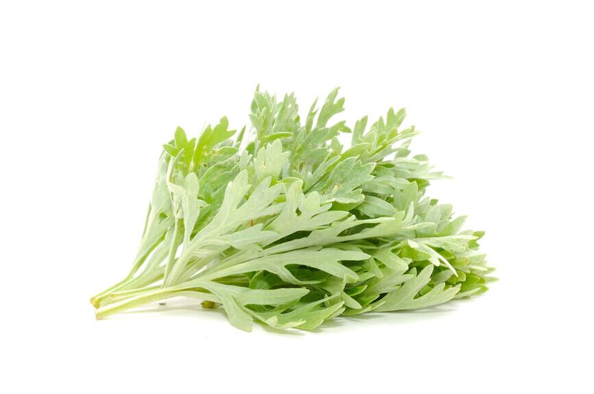 Wormwood for parasites