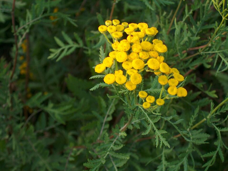 Tansy, which is part of an anti-parasitic mixture