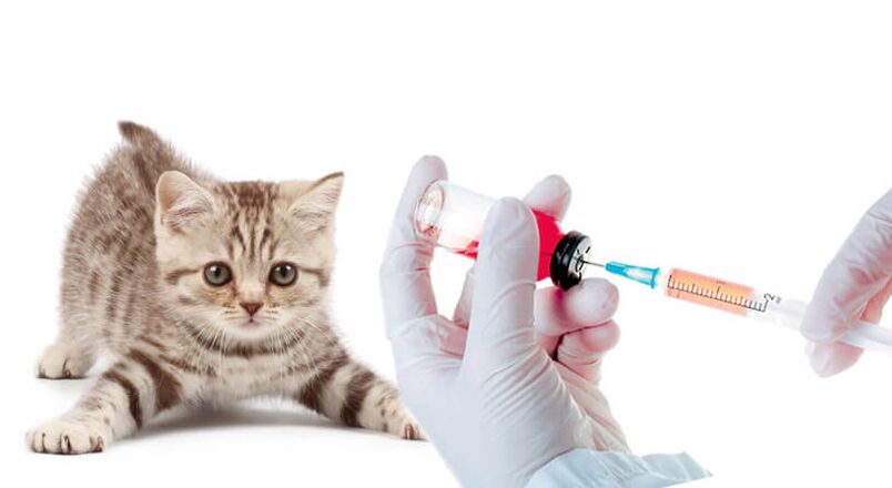 Helminth vaccination in animals and humans