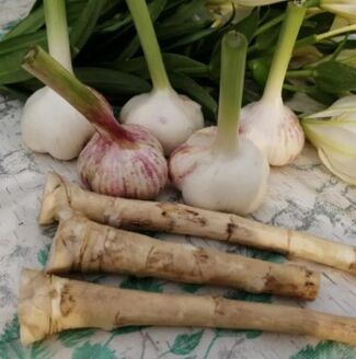 Horseradish and garlic to Lamblia
