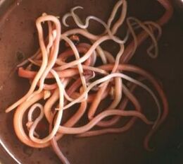 Intestinal parasites