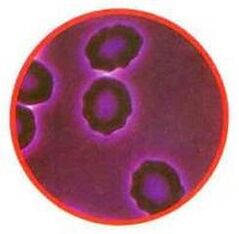 Red blood cells pressure