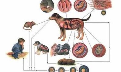 The causes and infection methods of worms