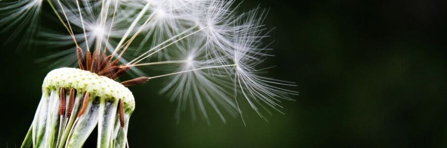 Dandelions fight worms