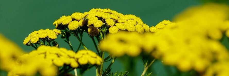 Tansy fights worms