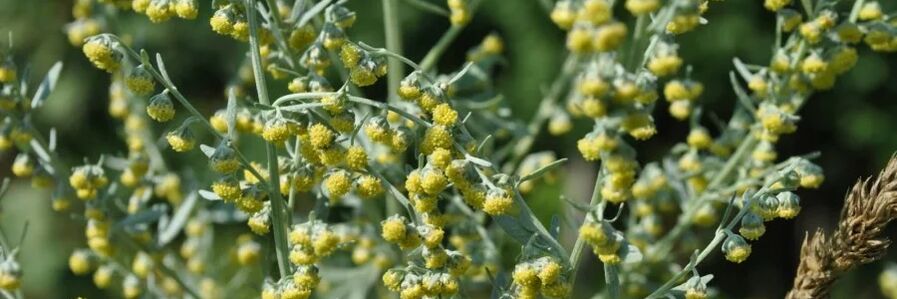 Wormwood fights worms