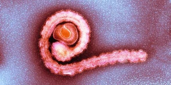 Dwarf tapeworm in humans