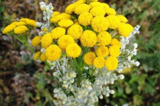 Tansy comes from parasites inside the human body